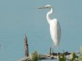 2010_Cuba-9-Cayo_Coco_et_Guillermo_07
