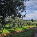 Italie-2024-5-San_Giminiano_35