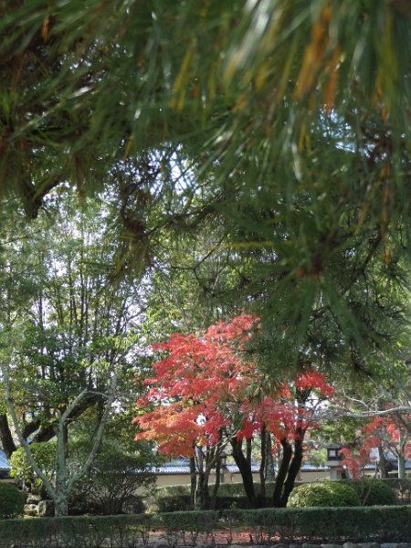 2017_Japon_Ikaruga-1-Temple_Horyuji_14