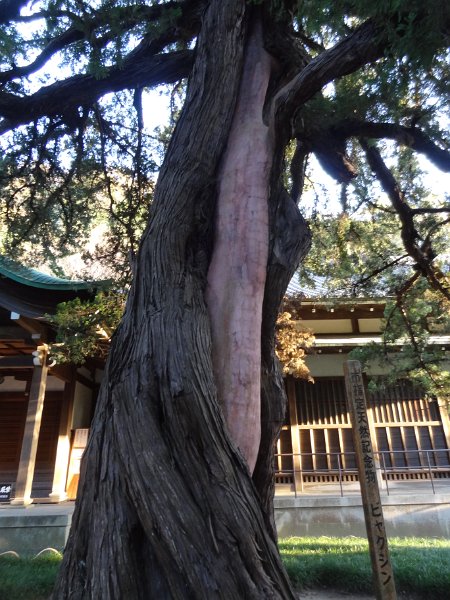 2019_Japon-2-Kamakura-Engaku-ji_16