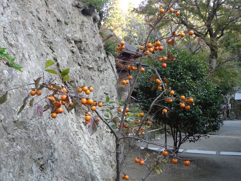 2019_Japon-2-Kamakura-Jochi-ji_10