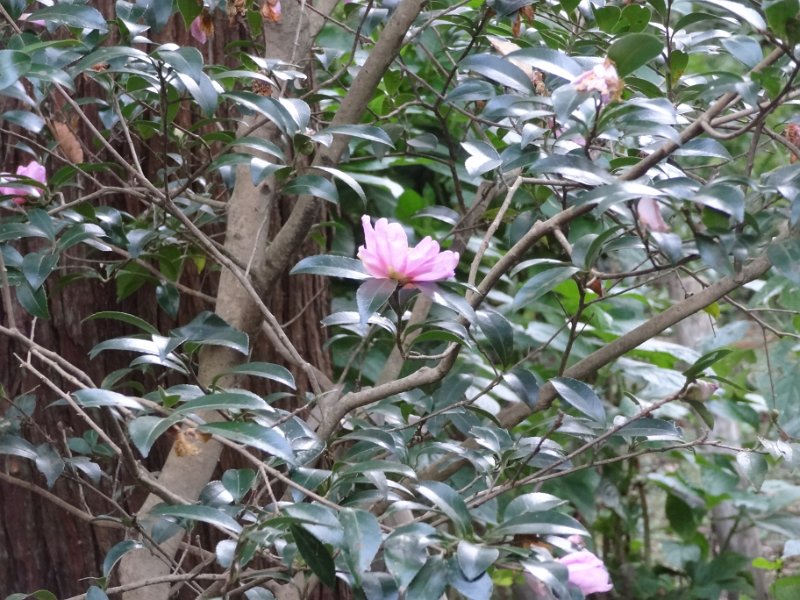 2019_Japon-2-Kamakura-Jochi-ji_14