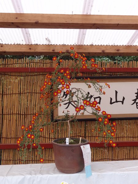 2019_Japon-2-Kamakura-Tsurugaoka_Hachimangu_Shrine_09