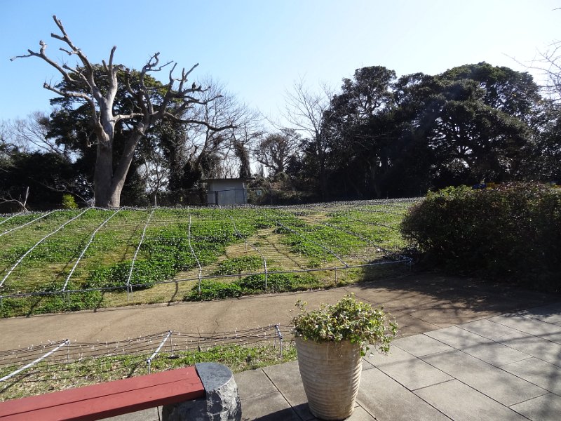 2019_Japon-3-Ile_Enoshima_20