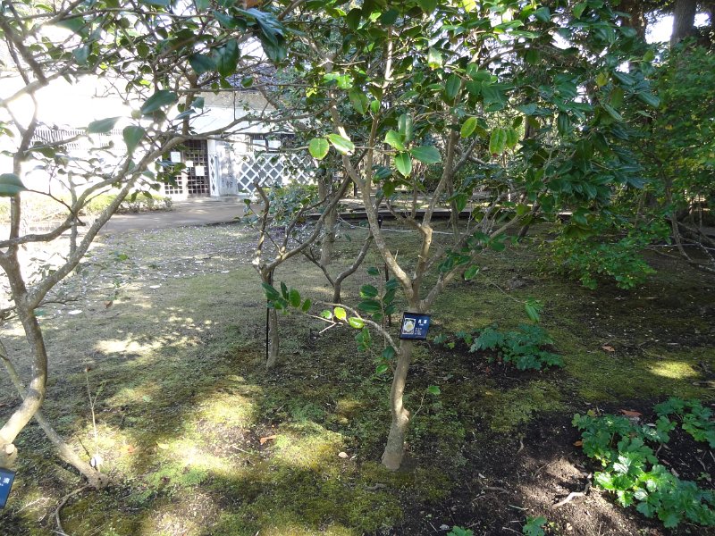 2019_Japon-3-Ile_Enoshima_31