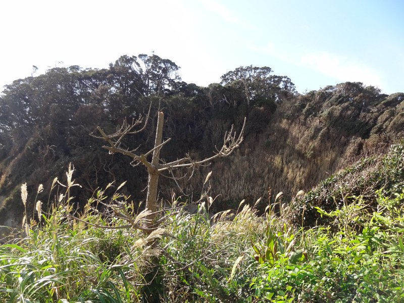 2019_Japon-3-Ile_Enoshima_37