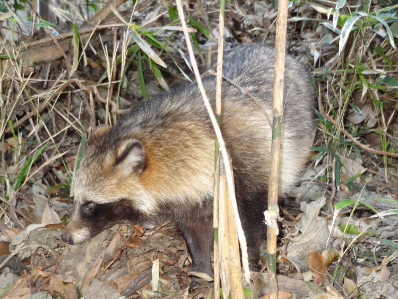 2019_Japon-3-Ile_Enoshima_43_tanuki