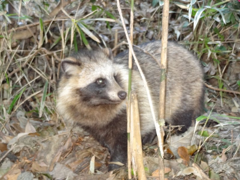 2019_Japon-3-Ile_Enoshima_44_tanuki