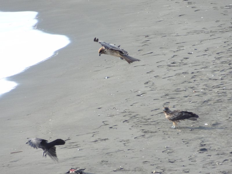 2019_Japon-3-Ile_Enoshima_69
