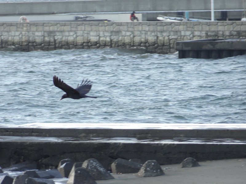2019_Japon-3-Ile_Enoshima_71