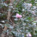 2019_Japon-2-Kamakura-Jochi-ji_14