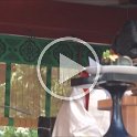 2019_Japon-2-Kamakura-Tsurugaoka_Hachimangu_Shrine_VIDEO