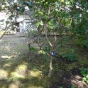 2019_Japon-3-Ile_Enoshima_31