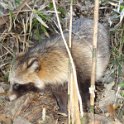 2019_Japon-3-Ile_Enoshima_43_tanuki