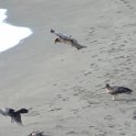 2019_Japon-3-Ile_Enoshima_69
