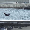 2019_Japon-3-Ile_Enoshima_71