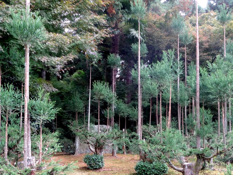 2015_Japon_Kyoto-5-Tenryuji_22