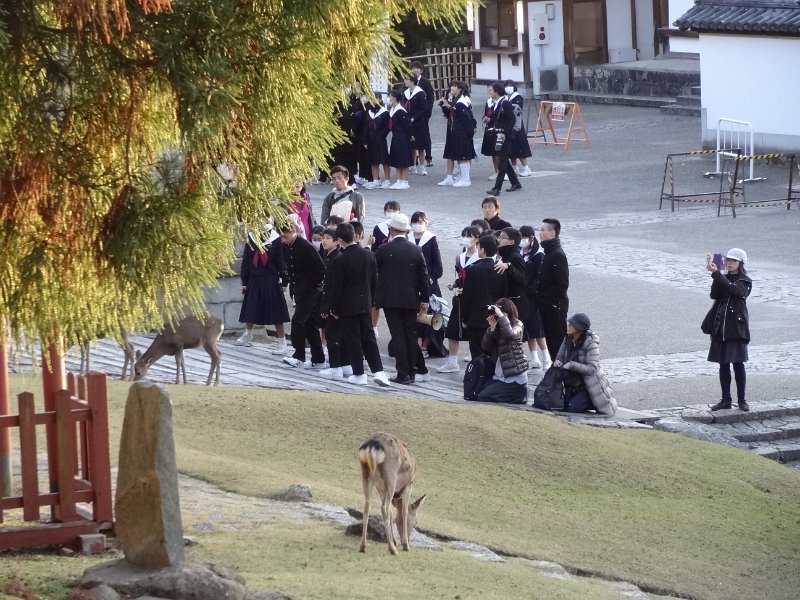 2017_Japon_Nara-2-Temple_Todai-ji_57