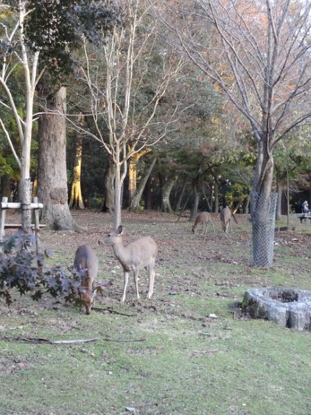 2017_Japon_Nara-2-Temple_Todai-ji_58