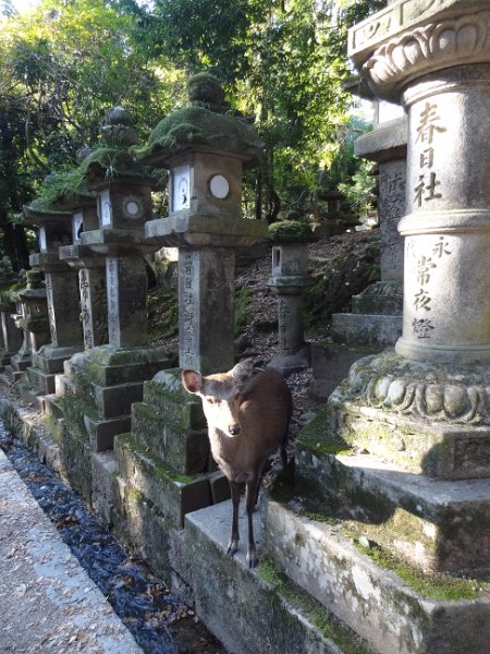 2017_Japon_Nara-3-Temple_Kasugataisha_14