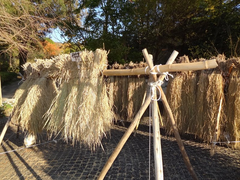 2017_Japon_Nara-4-jardin_botanique_Manyo_01