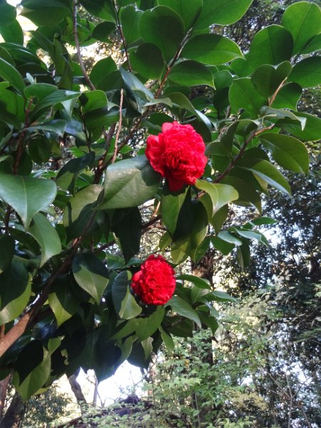 2017_Japon_Nara-4-jardin_botanique_Manyo_05