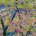 2019_Japon-5-Nikko-Mausole_Taiyuin_23