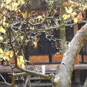 2019_Japon-5-Nikko-Villa Imperiale_Tamozawa_39
