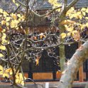 2019_Japon-5-Nikko-Villa Imperiale_Tamozawa_40