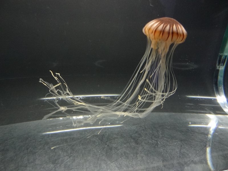 2017_JAPON_Osaka-6-aquarium_08