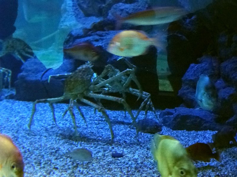 2017_JAPON_Osaka-6-aquarium_15