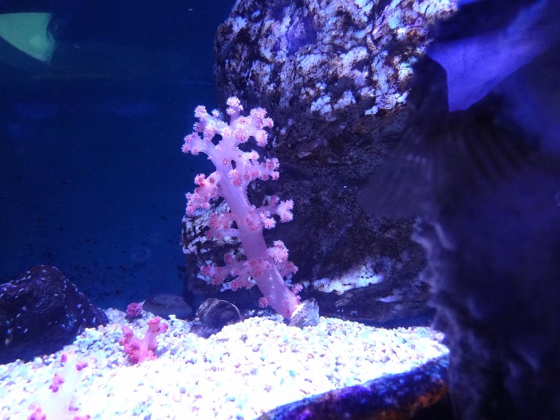 2017_JAPON_Osaka-6-aquarium_17