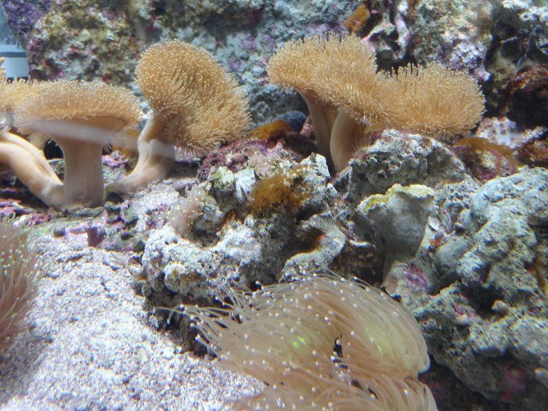 2017_JAPON_Osaka-6-aquarium_22