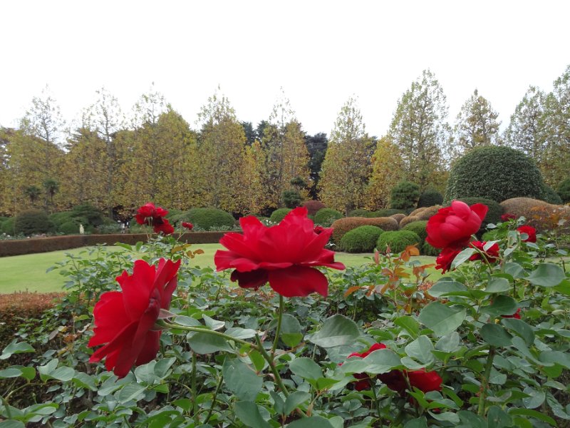 2015_Japon_Tokyo-15-Shinjuku_Gyoen_20