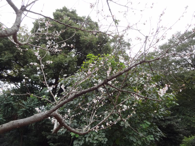 2015_Japon_Tokyo-15-Shinjuku_Gyoen_24