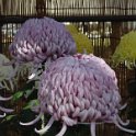 2015_Japon_Tokyo-18-Parc_Hibiya_09