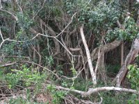 2015 NC les iles-4-Lifou 64
