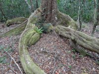 2015 NC les iles-4-Lifou 67