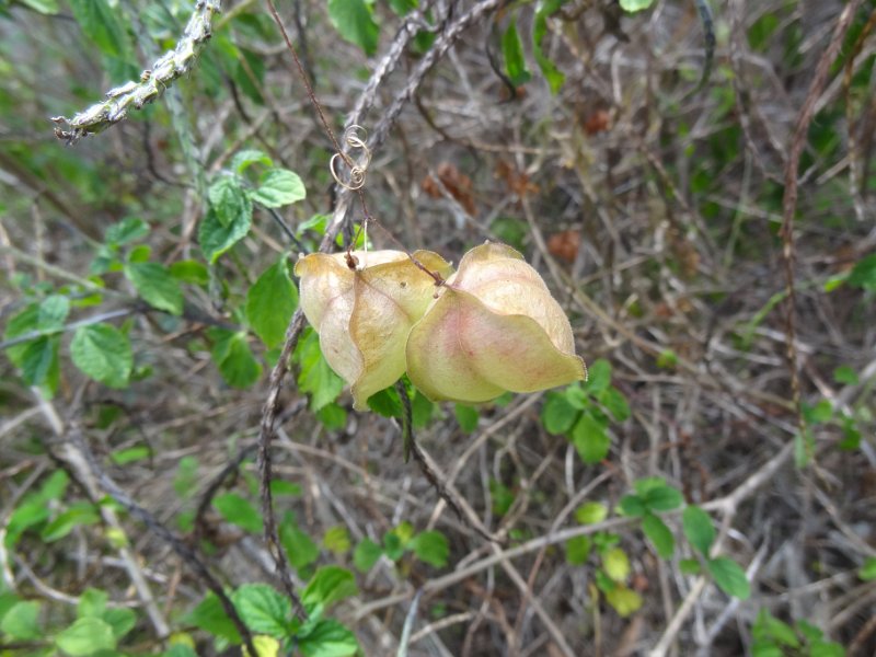 2019_NC_Bourail_Deva_39