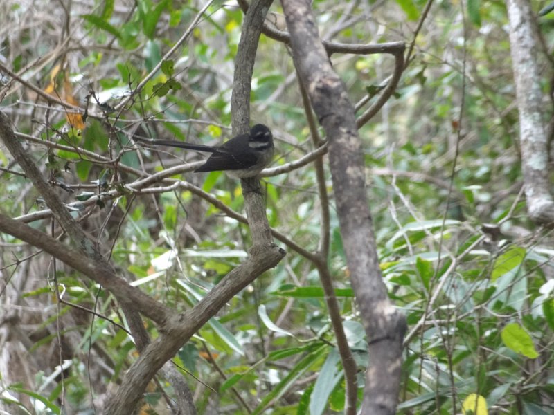 2019_NC_Bourail_Poe_25