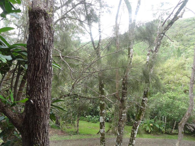 2019_NC_Farino+Parc_grandes_fougeres_06