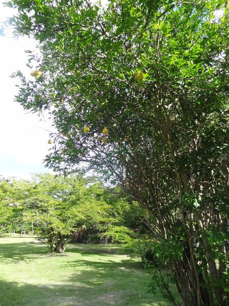 2019_NC_Hienghene_et_environs_31