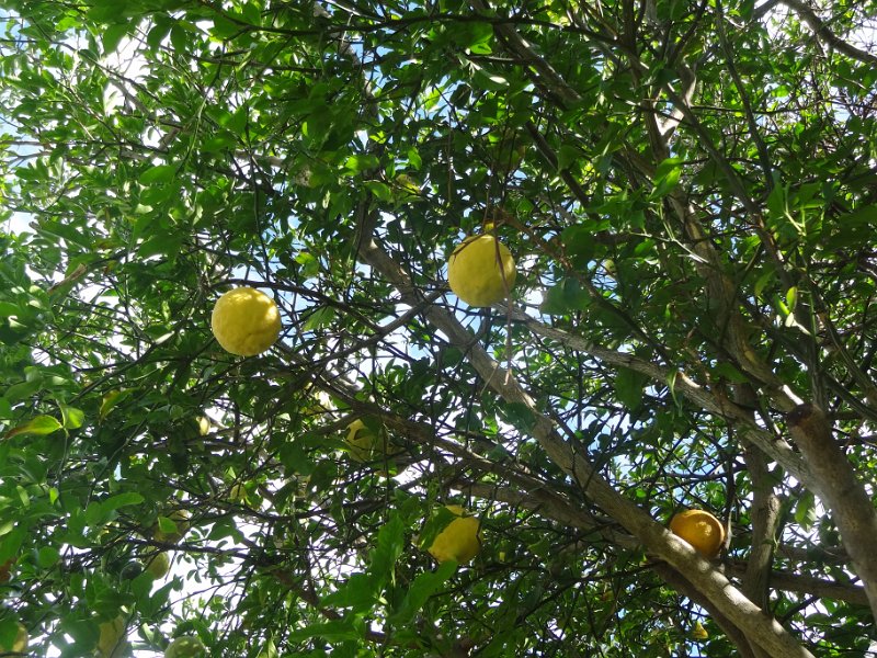 2019_NC_Hienghene_et_environs_32