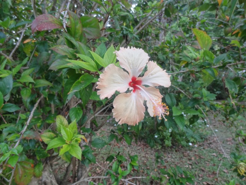 2019_NC_Hienghene_et_environs_47