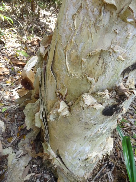 2019_NC_Hienghene_et_environs_sur_le_GR_08