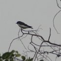 2019_NC_Bourail_Poe_26