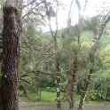 2019_NC_Farino+Parc_grandes_fougeres_06