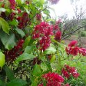 2019_NC_Farino+Parc_grandes_fougeres_10