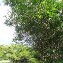 2019_NC_Hienghene_et_environs_31