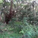 2019_NC_Hienghene_et_environs_34